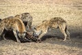 Hyenas Royalty Free Stock Photo