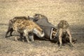 Hyenas