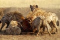 Hyenas Devouring Gnu Royalty Free Stock Photo