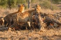 Hyenas eat a giraffe, Kruger National Park, South Africa Royalty Free Stock Photo