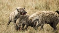 Hyenas eating, Serengeti, Tanzania, Africa
