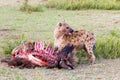 Hyenas eating wildebeest, Serengeti National Park, Africa