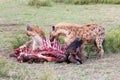 Hyenas eating wildebeest, Serengeti National Park, Africa