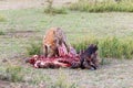 Hyenas eating wildebeest, Serengeti National Park, Africa