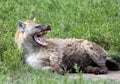 Lone Hyena baring teeth in the Serengeti grass