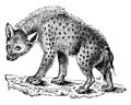 Hyenas or hyaenas, vintage engraving Royalty Free Stock Photo