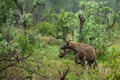 Hyenas in Kruger National Park in South Africa