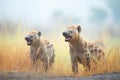 hyenas laughing in misty morning savannah Royalty Free Stock Photo