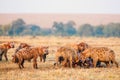 Hyenas pack in Africa
