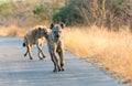 Hyenas run in the road