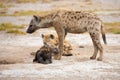 Hyenas in the savannah of Kenya, on safari