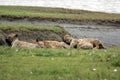 Hyenas sleeping in the Serengeti grass