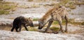 Hyenas standing in the grassland, scenery of Kenya