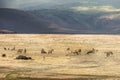 Hyenas versus lions