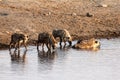 Hyenas at a Waterhole Royalty Free Stock Photo