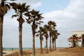 Hyeopjae Beach with palm tree in Jeju island, Korea Royalty Free Stock Photo