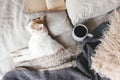 Hygge concept with cat, book and coffee in the bed Royalty Free Stock Photo