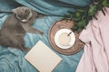 Hygge and cozy concept. British cute cat resting on cozy blue pled couch in home interior of living room. Breakfast at home.Cup of