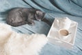 Hygge and cozy concept. British cute cat resting on cozy blue pled couch in home interior of living room. Breakfast at home. Cup o Royalty Free Stock Photo