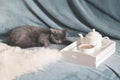Hygge and cozy concept. British cute cat resting on cozy blue pled couch in home interior of living room. Breakfast at home. Cup o Royalty Free Stock Photo