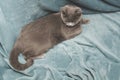 Hygge and cozy concept. British gray cat resting on cozy blue pled couch in home interior. Close up. Royalty Free Stock Photo