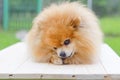 Hygiene and brushing. best loyal friend. animal care. dog red-haired german pomeranian spitz nibbles delicacy.