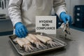Hygiene non compliance in squid processing with operator touching raw Dosidicus gigas while holding contaminated ink-stained cloth Royalty Free Stock Photo
