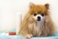 Hygiene of Pomeranian Spitz in the pet salon. grooming, haircut, washing, combing, removing tangles.