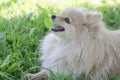 hygiene and prevention of perspiration. White German Pomeranian Spitz dog