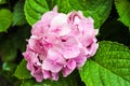 Hygrangea in Pink Hortensia Pretty Plants Royalty Free Stock Photo