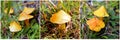 Hygrocybe autoconica mushroom Royalty Free Stock Photo