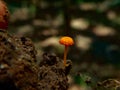 Hygrocybe cantharellusMushroom, Orange mushroom