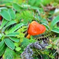 Hygrocybe conica mushroom Royalty Free Stock Photo