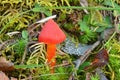 Hygrocybe conica mushroom