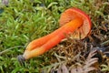 Hygrocybe conica mushroom