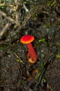 Hygrocybe Mushroom Royalty Free Stock Photo
