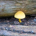 Hygrocybe mushroom growing on a tree branch Royalty Free Stock Photo