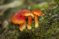 Hygrocybe Mushrooms Royalty Free Stock Photo
