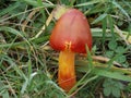 Hygrocybe splendidissima