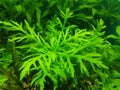 hygrofila deformis aquarium hardy plant in aquarium Royalty Free Stock Photo