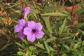 Hygrophila erecta (Burm.)Hochr. flower