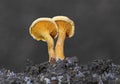 Hygrophoropsis aurantiaca, commonly known as the false chanterelle, is a species of fungus in the family Hygrophoropsidaceae Royalty Free Stock Photo