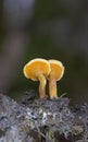 Hygrophoropsis aurantiaca, commonly known as the false chanterelle, is a species of fungus in the family Hygrophoropsidaceae Royalty Free Stock Photo