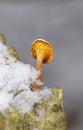 Hygrophoropsis aurantiaca, commonly known as the false chanterelle, is a species of fungus in the family Hygrophoropsidaceae
