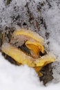 Hygrophoropsis aurantiaca, commonly known as the false chanterelle, is a species of fungus in the family Hygrophoropsidaceae Royalty Free Stock Photo