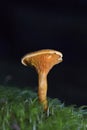 Hygrophoropsis aurantiaca, commonly known as the false chanterelle, is a species of fungus in the family Hygrophoropsidaceae Royalty Free Stock Photo