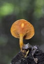 Hygrophoropsis aurantiaca, commonly known as the false chanterelle, is a species of fungus in the family Hygrophoropsidaceae Royalty Free Stock Photo