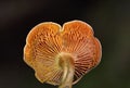 Hygrophoropsis aurantiaca, commonly known as the false chanterelle, is a species of fungus in the family Hygrophoropsidaceae