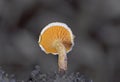 Hygrophoropsis aurantiaca, commonly known as the false chanterelle, is a species of fungus in the family Hygrophoropsidaceae.