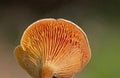 Hygrophoropsis aurantiaca, commonly known as the false chanterelle, is a species of fungus in the family Hygrophoropsidaceae. Royalty Free Stock Photo